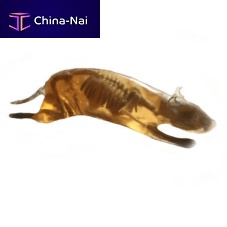 MRI veterinary test phantom RT-A01CT ScanX-rayfor rodents