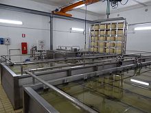 Cheese brining system