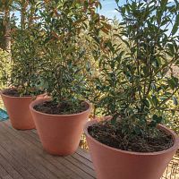 Concrete plant pot CARMEroundhomegray