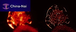 Post-processing software SRRF Stream+imagingreal-time
